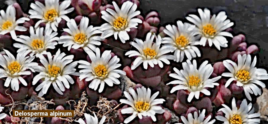 Delosperma alpinum